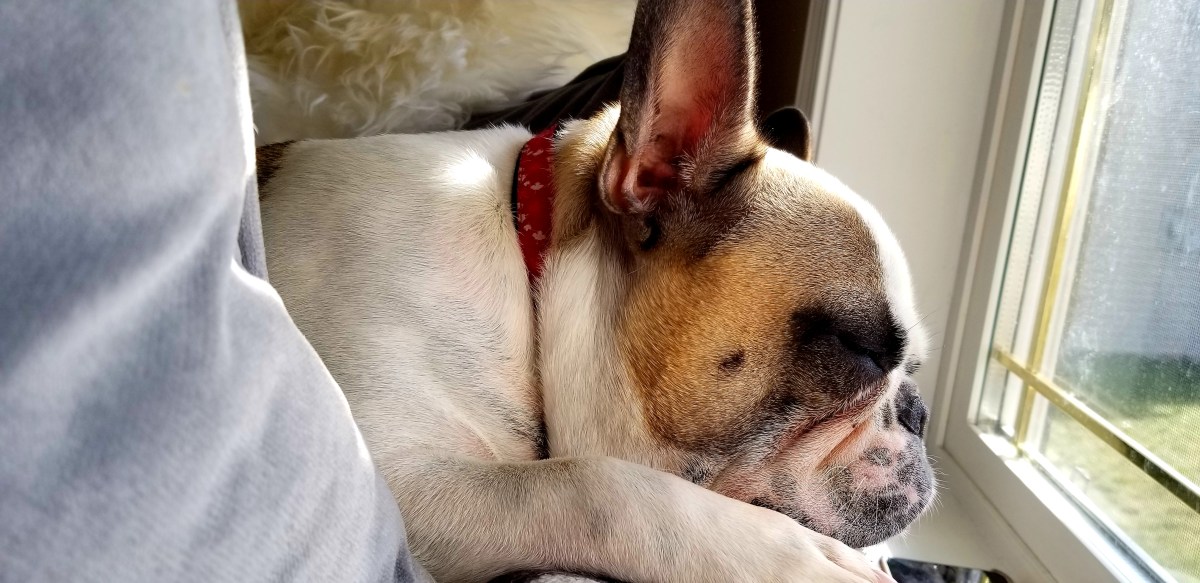 Find a patch of sun and lay in&nbsp;it